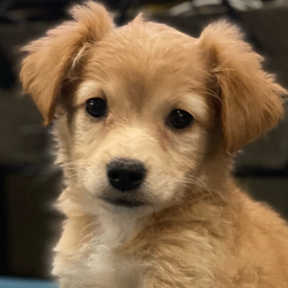 Meet your Posher, Edd - Picture 1 of 2